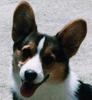 Dog - Welsh Corgi (Canis lupus familiaris)