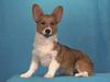 Dog - Welsh Corgi (Canis lupus familiaris)