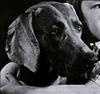 Dog - Weimaraner (Canis lupus familiaris)