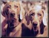 Dog - Weimaraner (Canis lupus familiaris)