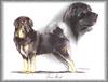 Dog - Tibetan Mastiff (Canis lupus familiaris)