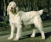 Dog - Spinone Italiano (Canis lupus familiaris)