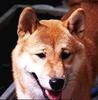 Dog - Shiba Inu (Canis lupus familiaris)