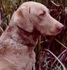 Dog - Chesapeake Bay Retriever (Canis lupus familiaris)