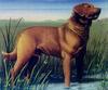 Dog - Chesapeake Bay Retriever (Canis lupus familiaris)