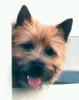 Dog - Cairn Terrier (Canis lupus familiaris)