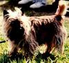 Dog - Cairn Terrier (Canis lupus familiaris)