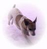 Dog - Danish Terrier (Canis lupus familiaris)