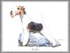 Dog - Fox Terrier (Canis lupus familiaris)