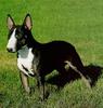 Dog - Miniature Bull Terrier (Canis lupus familiaris)