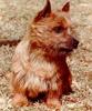 Dog - Norwich Terrier (Canis lupus familiaris)
