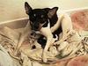 Dog - Rat Terrier (Canis lupus familiaris)