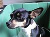 Dog - Rat Terrier (Canis lupus familiaris)