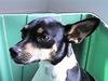 Dog - Rat Terrier (Canis lupus familiaris)