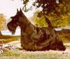 Dog - Scottish Terrier (Canis lupus familiaris)