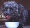 Dog - Skye Terrier (Canis lupus familiaris)