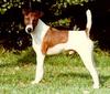 Dog - Smooth Fox Terrier (Canis lupus familiaris)
