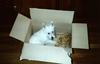 Dog - West Highland White Terrier (Canis lupus familiaris)