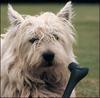 Dog - West Highland White Terrier (Canis lupus familiaris)