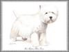 Dog - West Highland White Terrier (Canis lupus familiaris)