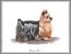 Dog - Yorkshire Terrier (Canis lupus familiaris)