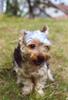 Dog - Yorkshire Terrier (Canis lupus familiaris)