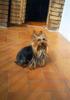 Dog - Yorkshire Terrier (Canis lupus familiaris)