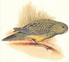 Night Parrot (Pezoporus occidentalis)