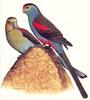 Paradise Parrot (Psephotus pulcherrimus)
