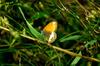 Pearly Heath (Coenonympha arcania)