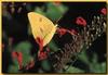 Cloudless Sulphur (Phoebis sennae)