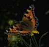 Small Tortoiseshell (Aglais urticae)