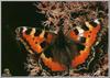 Small Tortoiseshell (Aglais urticae)