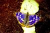 Purple Emperor (Apatura iris)