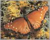 Queen Butterfly (Danaus gilippus)