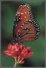 Queen Butterfly (Danaus gilippus)