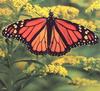 Queen Butterfly (Danaus gilippus)