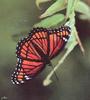 Queen Butterfly (Danaus gilippus)