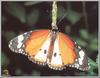 Plain Tiger (Danaus chrysippus)