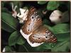 White Peacock Butterfly (Anartia jatrophae)