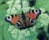 Peacock Butterfly (Inachis io)