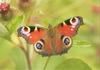 Peacock Butterfly (Inachis io)