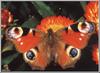 Peacock Butterfly (Inachis io)