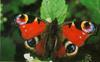 Peacock Butterfly (Inachis io)