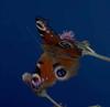 Peacock Butterfly (Inachis io)