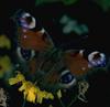 Peacock Butterfly (Inachis io)