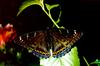 Poplar Admiral (Limenitis populi)