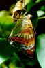 Poplar Admiral (Limenitis populi)