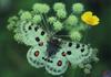 Apollo Butterfly (Parnassius apollo)