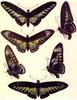 Birdwing Butterflies (Ornithoptera sp.)